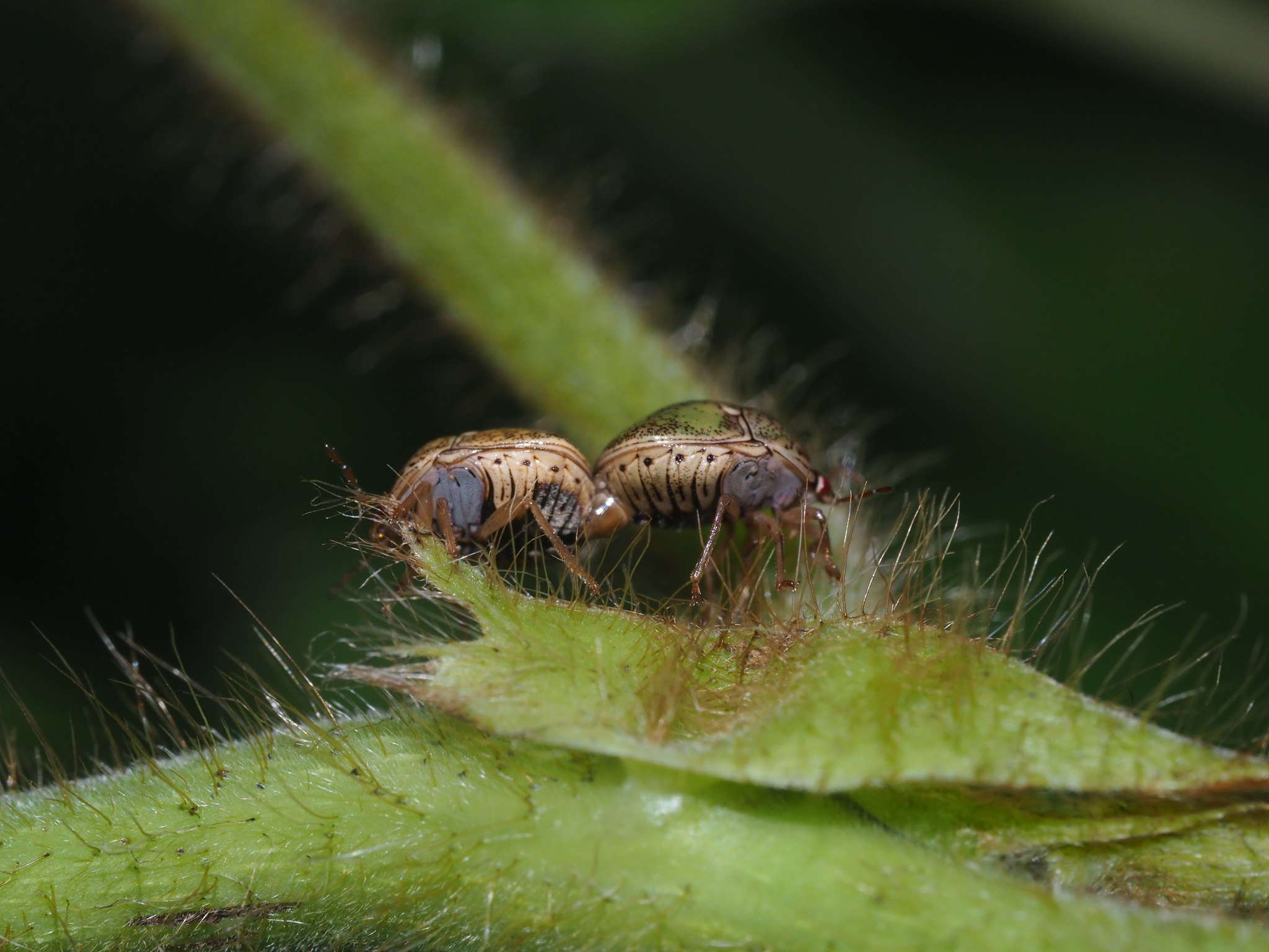 Megacopta cribraria