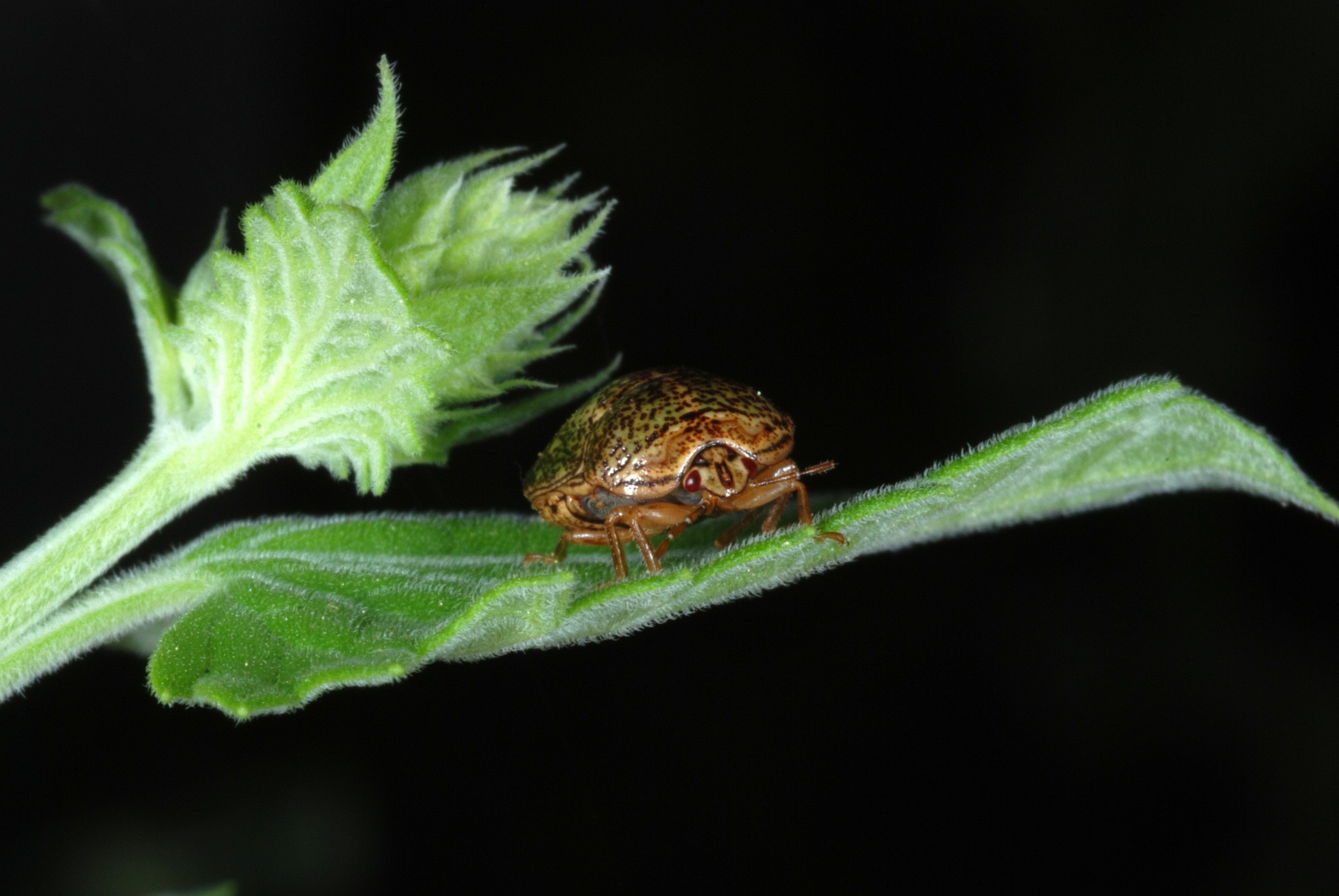 Megacopta cribraria