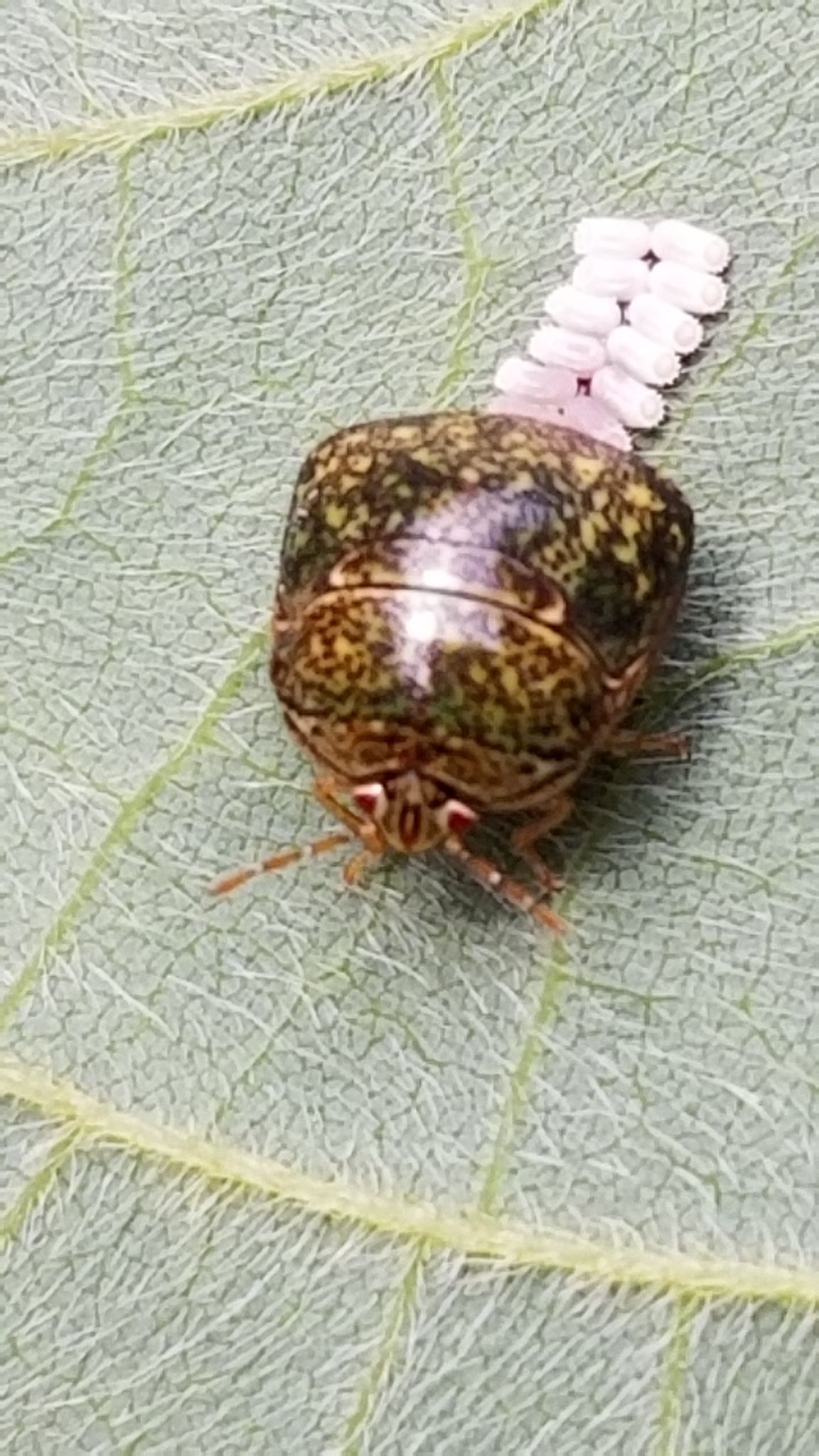 Megacopta cribraria