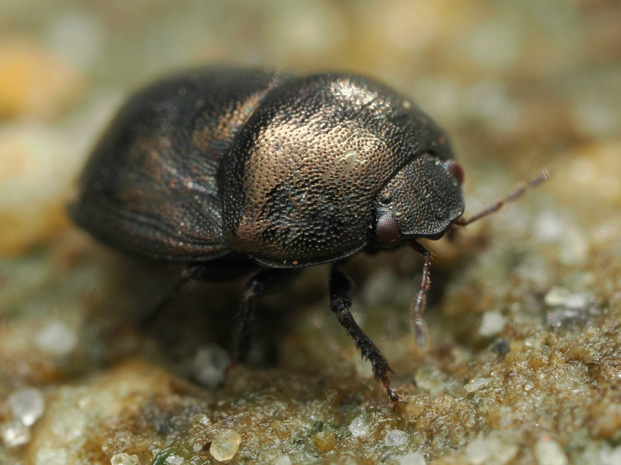 Thyreocoris scarabaeoides