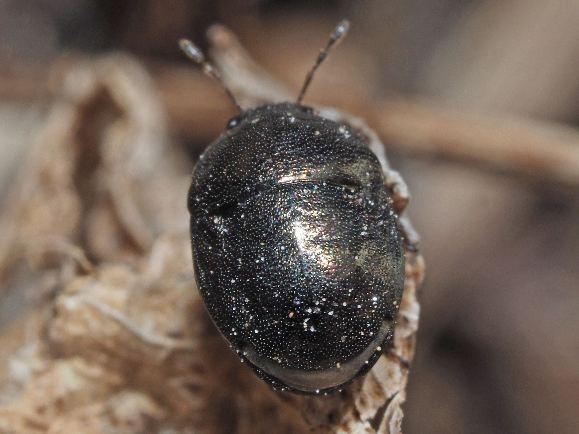 Thyreocoris scarabaeoides