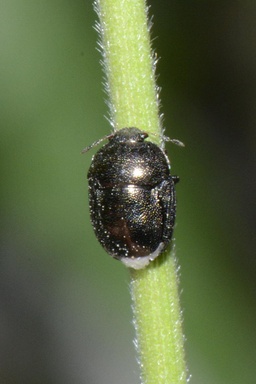 Thyreocoris scarabaeoides