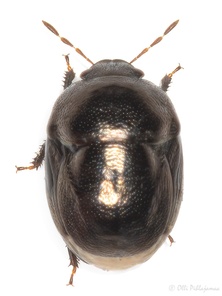Thyreocoris scarabaeoides