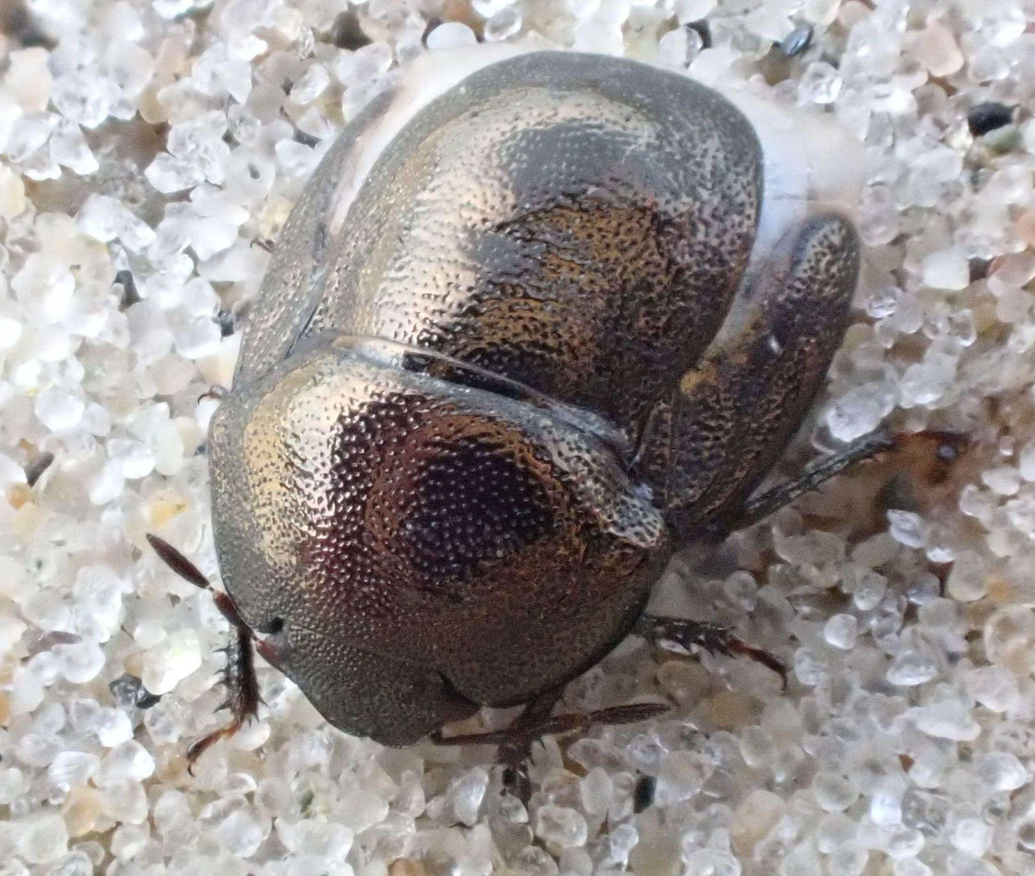 Thyreocoris scarabaeoides