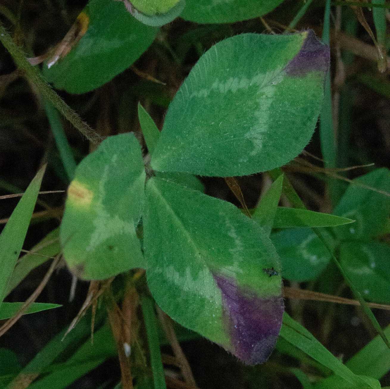 Curvularia trifolii
