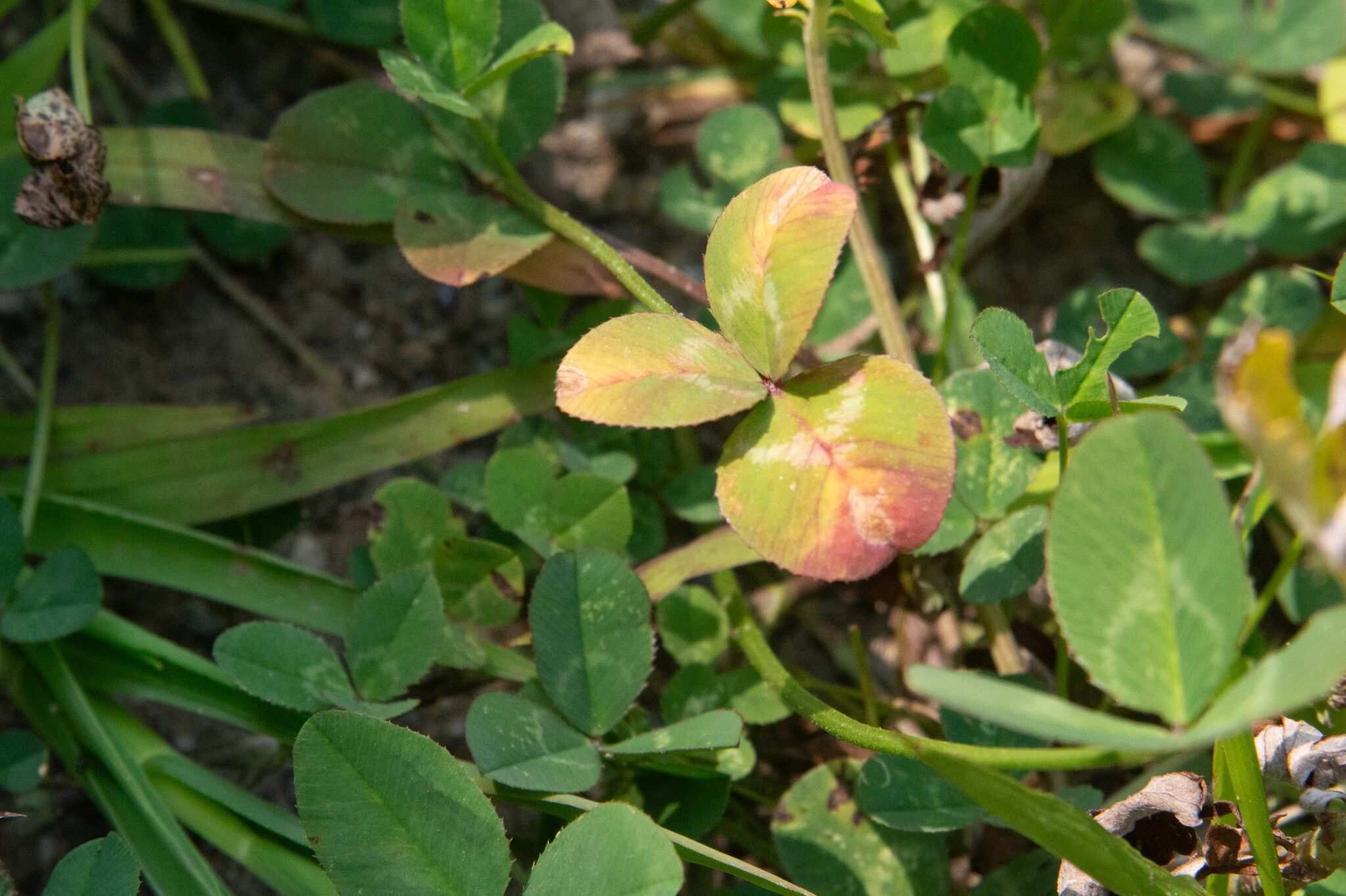 Curvularia trifolii