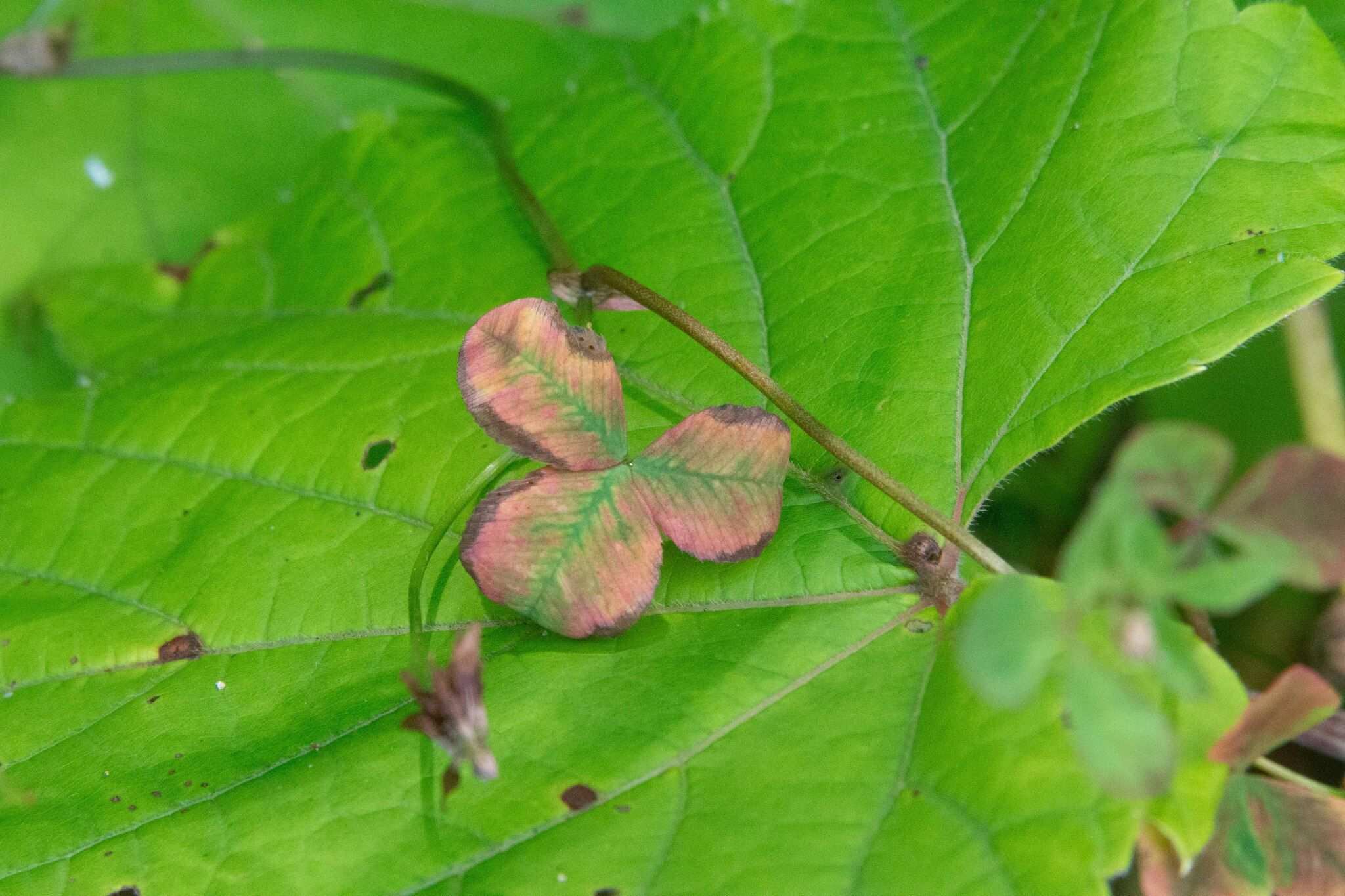 Curvularia trifolii
