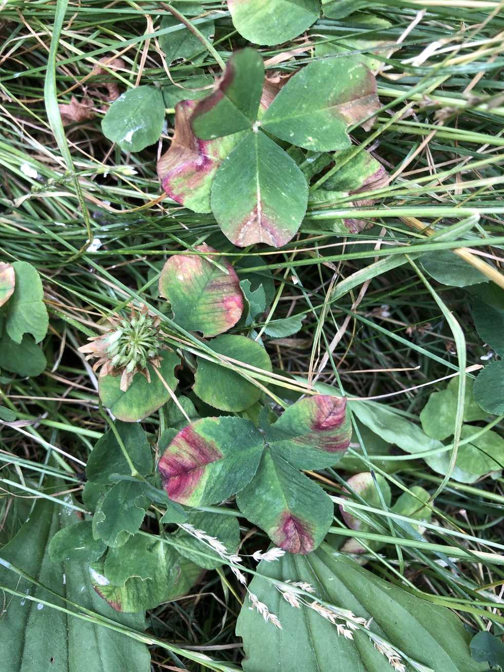 Curvularia trifolii