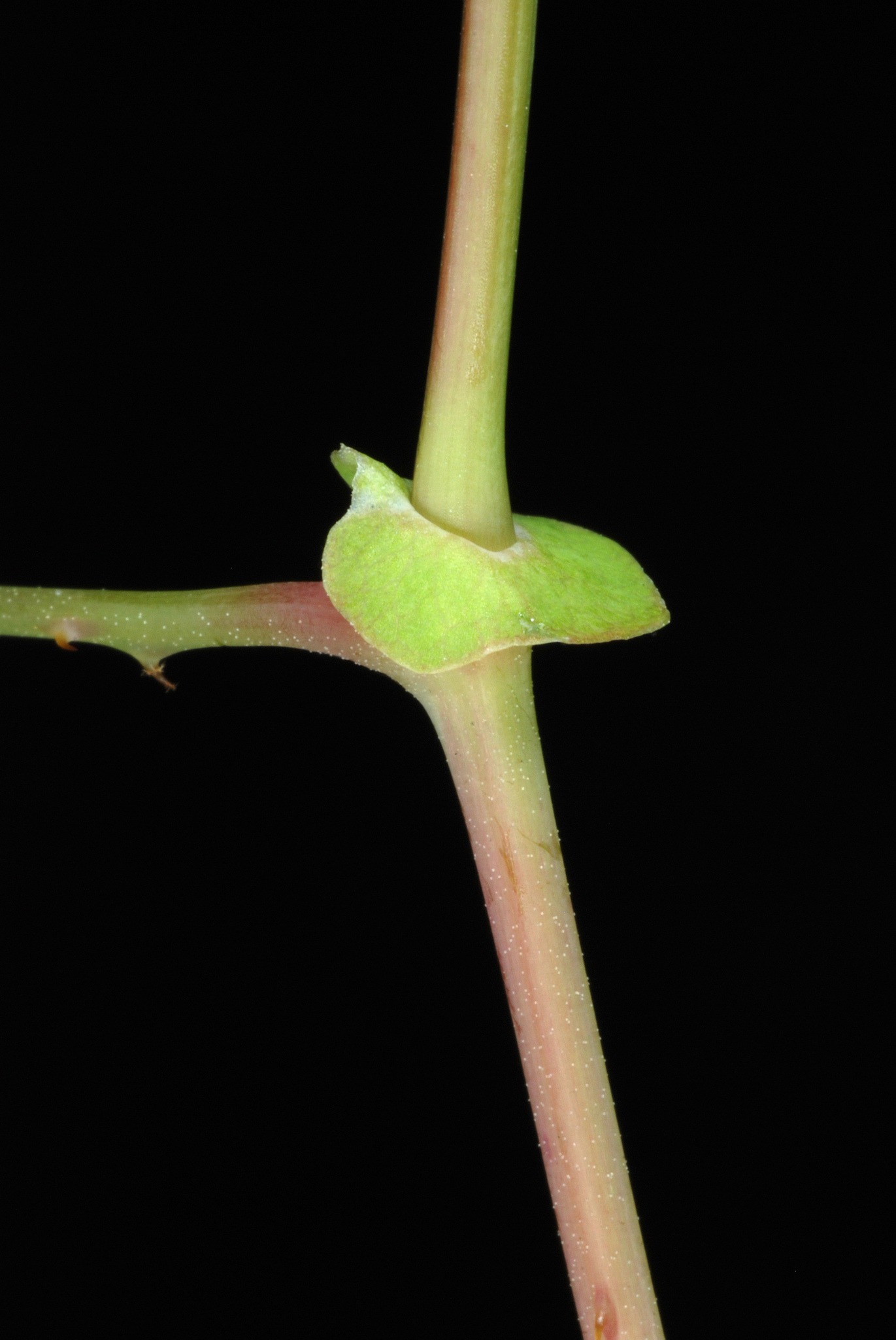 Persicaria perfoliata