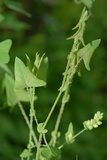 Persicaria perfoliata