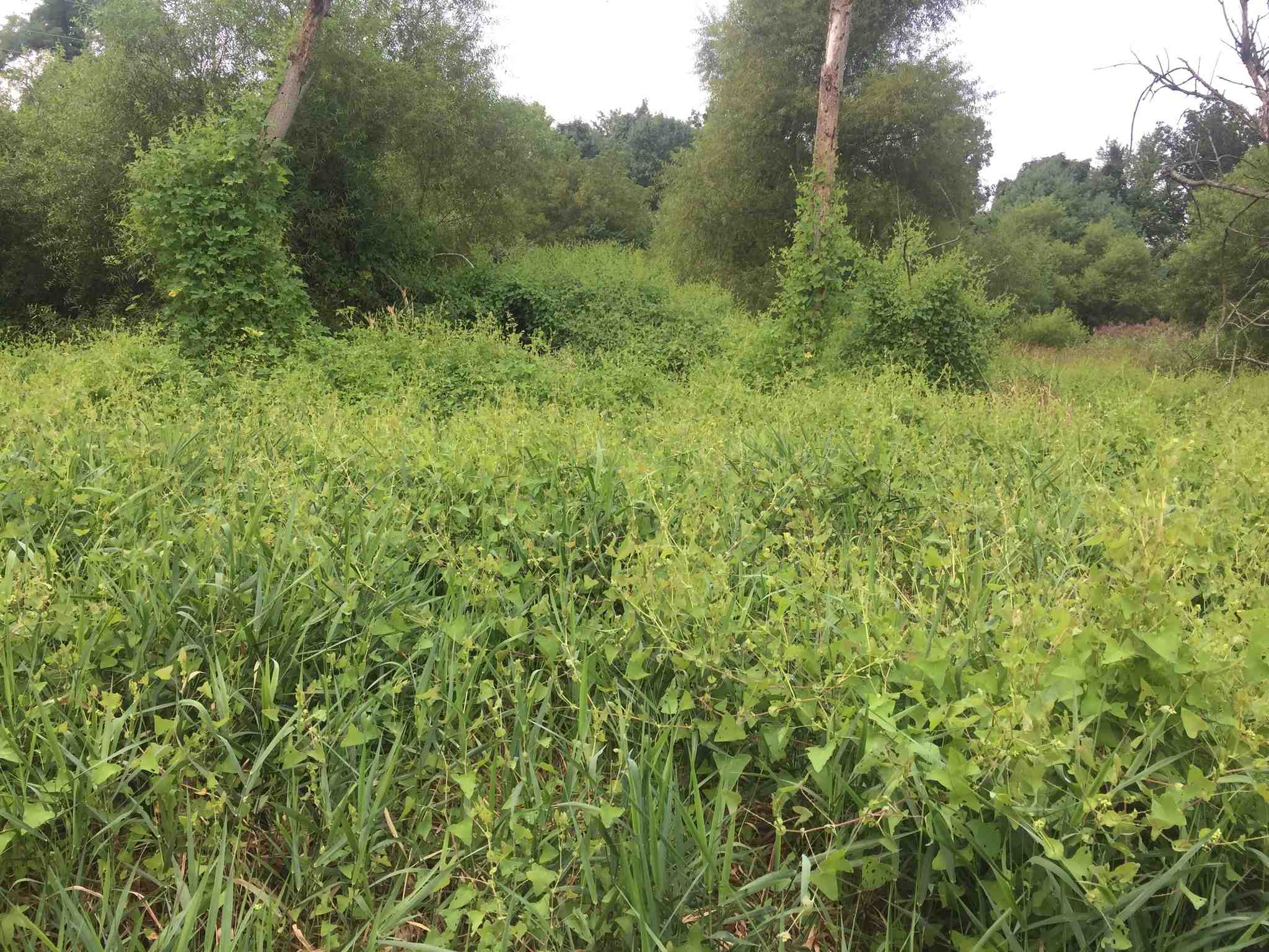 Persicaria perfoliata