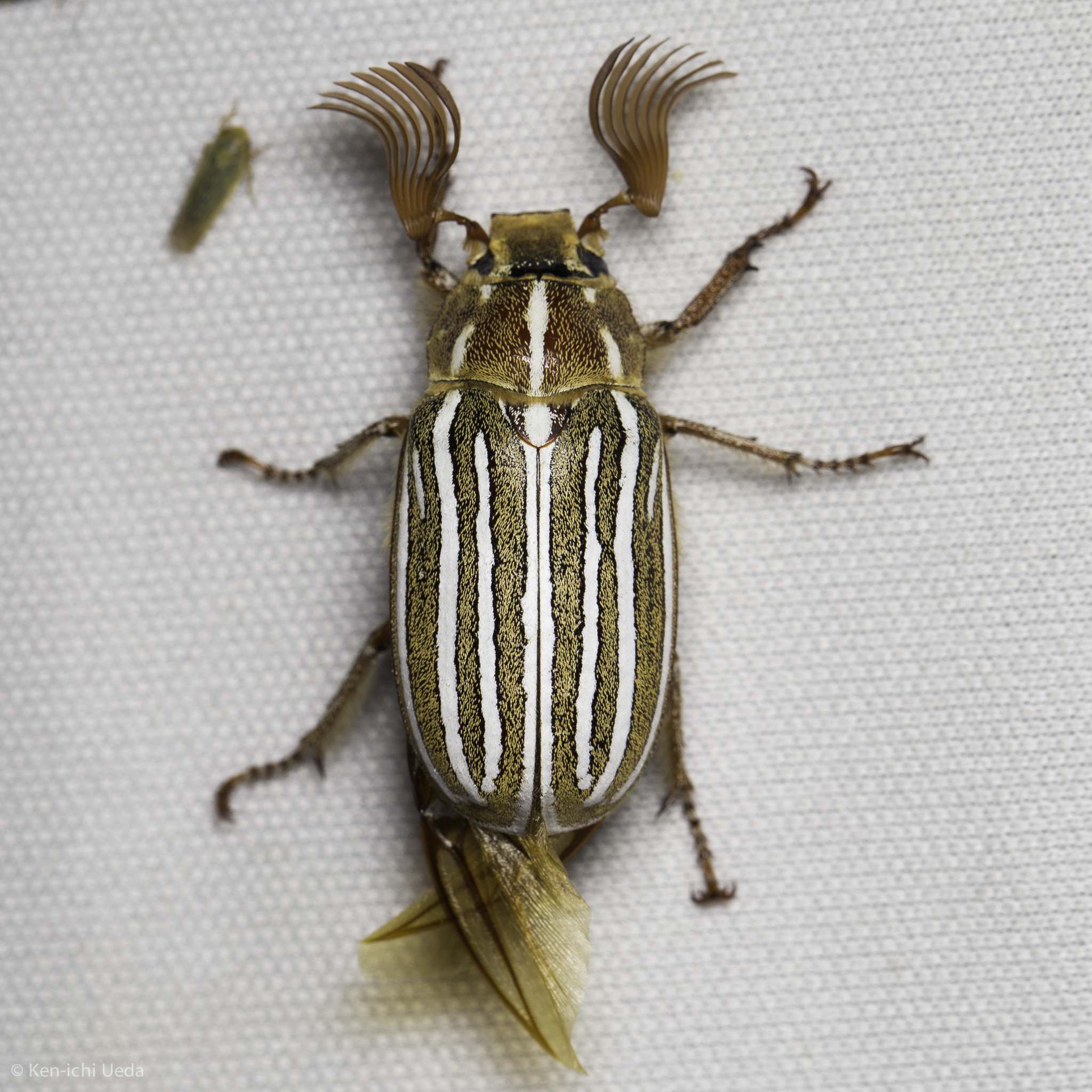 Polyphylla