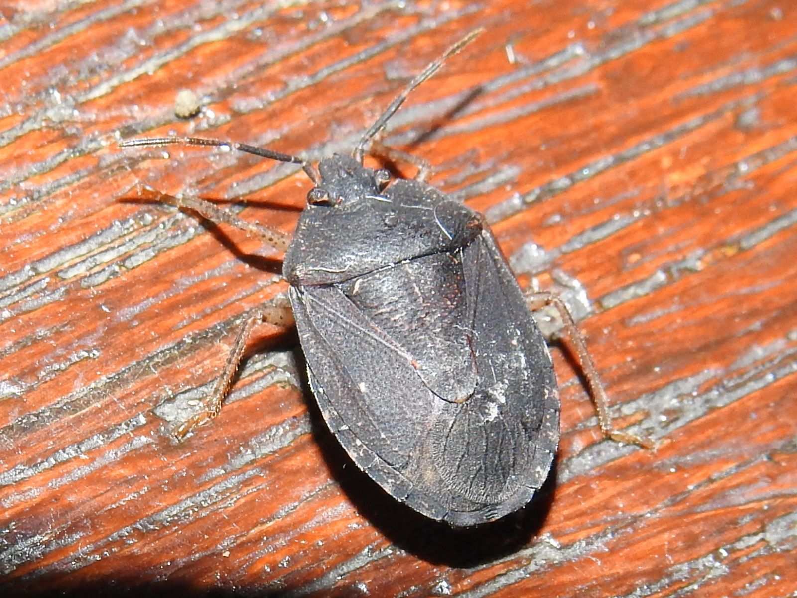 Alitocoris
