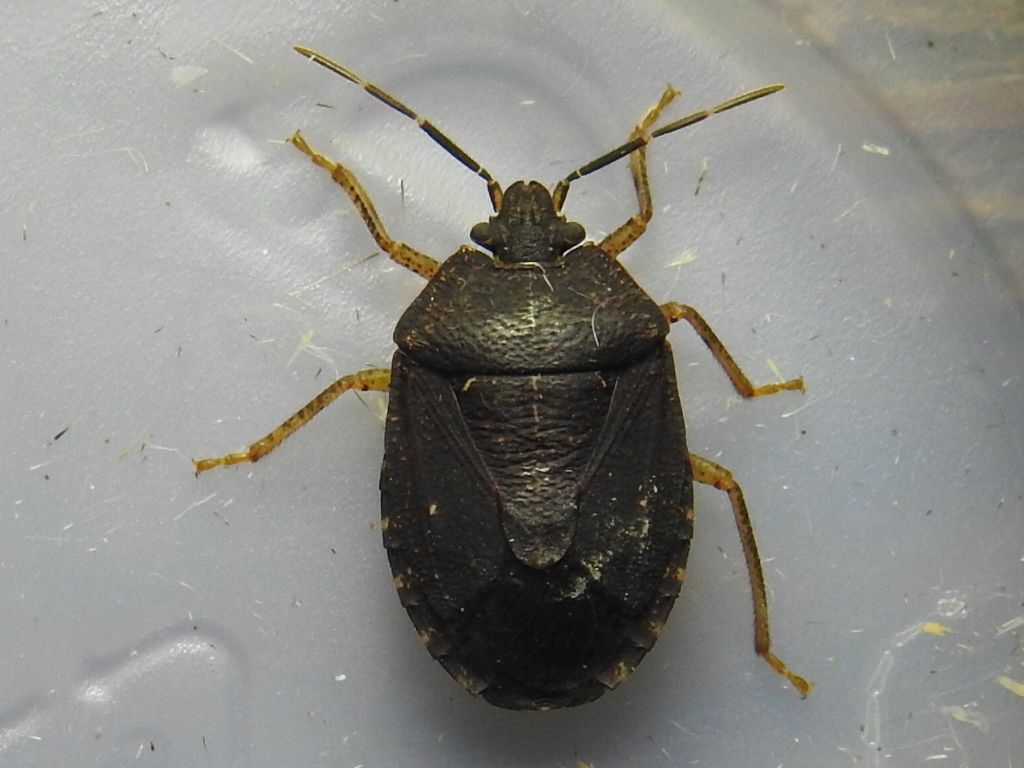 Alitocoris