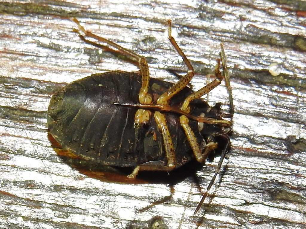 Alitocoris