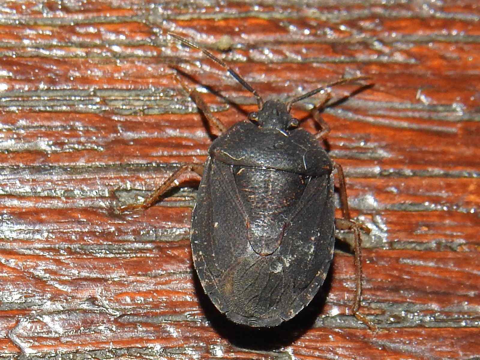 Alitocoris