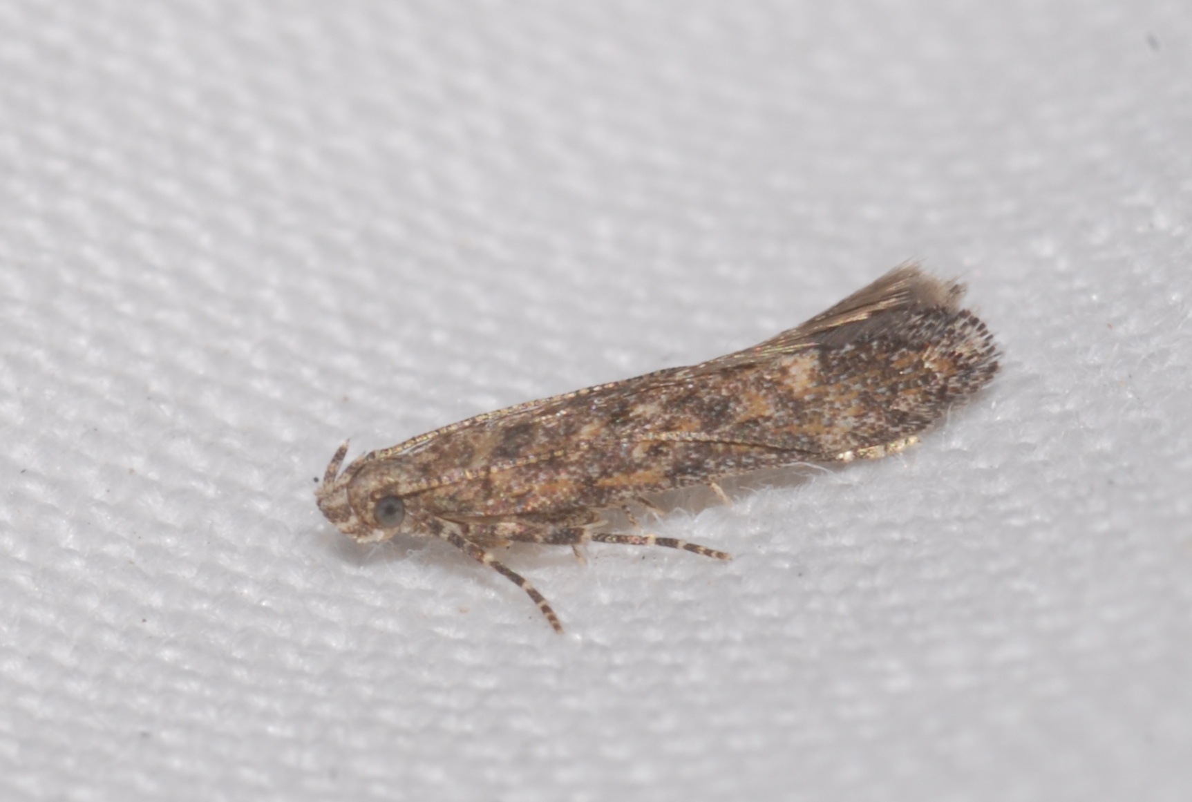 Tuta absoluta