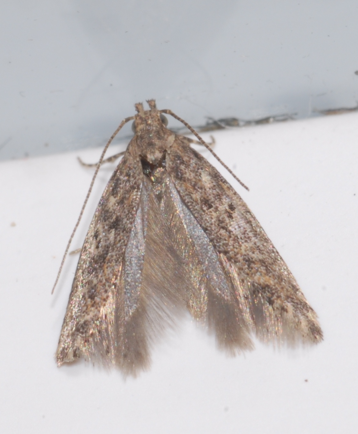 Tuta absoluta