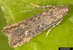 Tuta absoluta