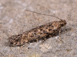 Tuta absoluta