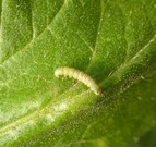 Tuta absoluta