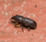 Tomolips