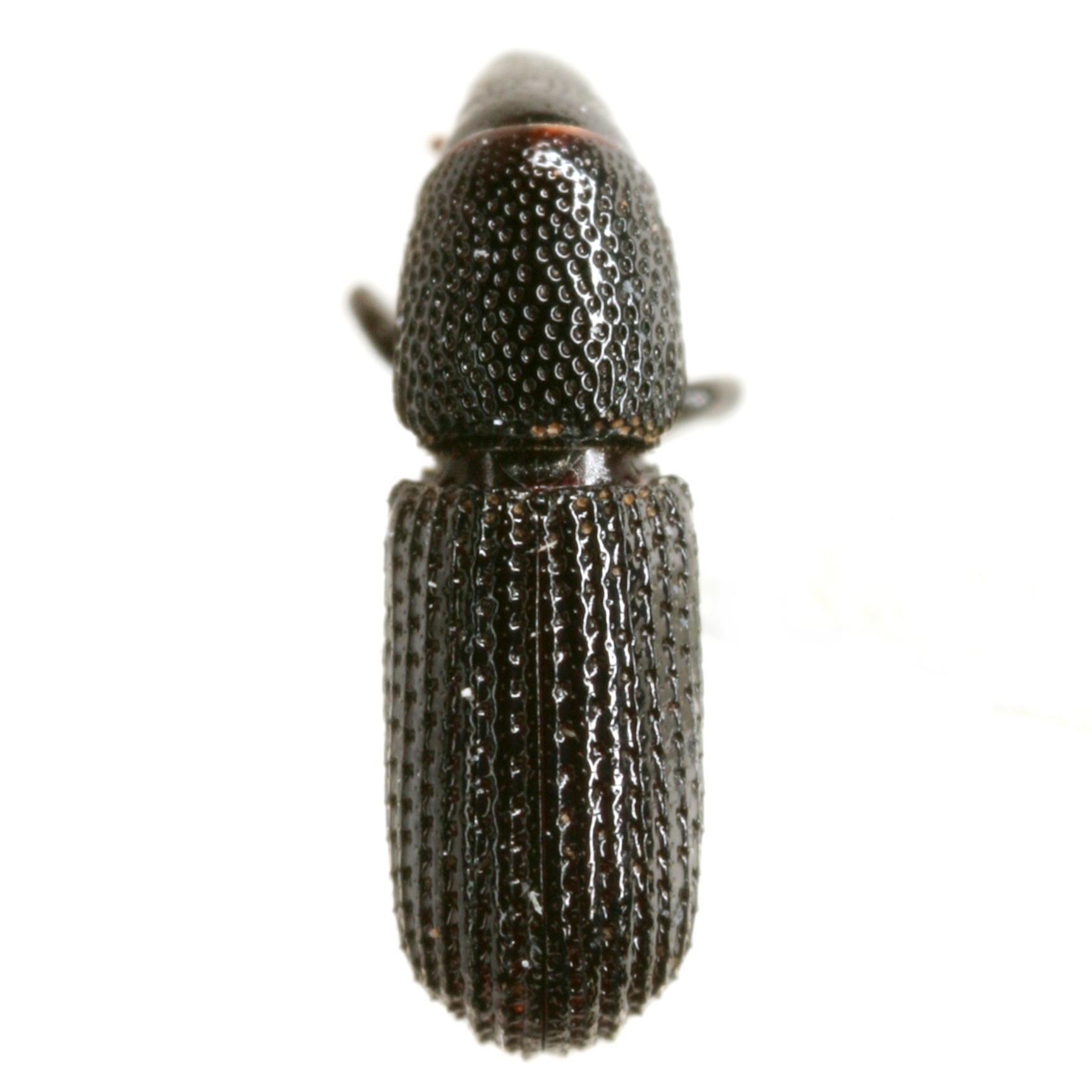 Tomolips
