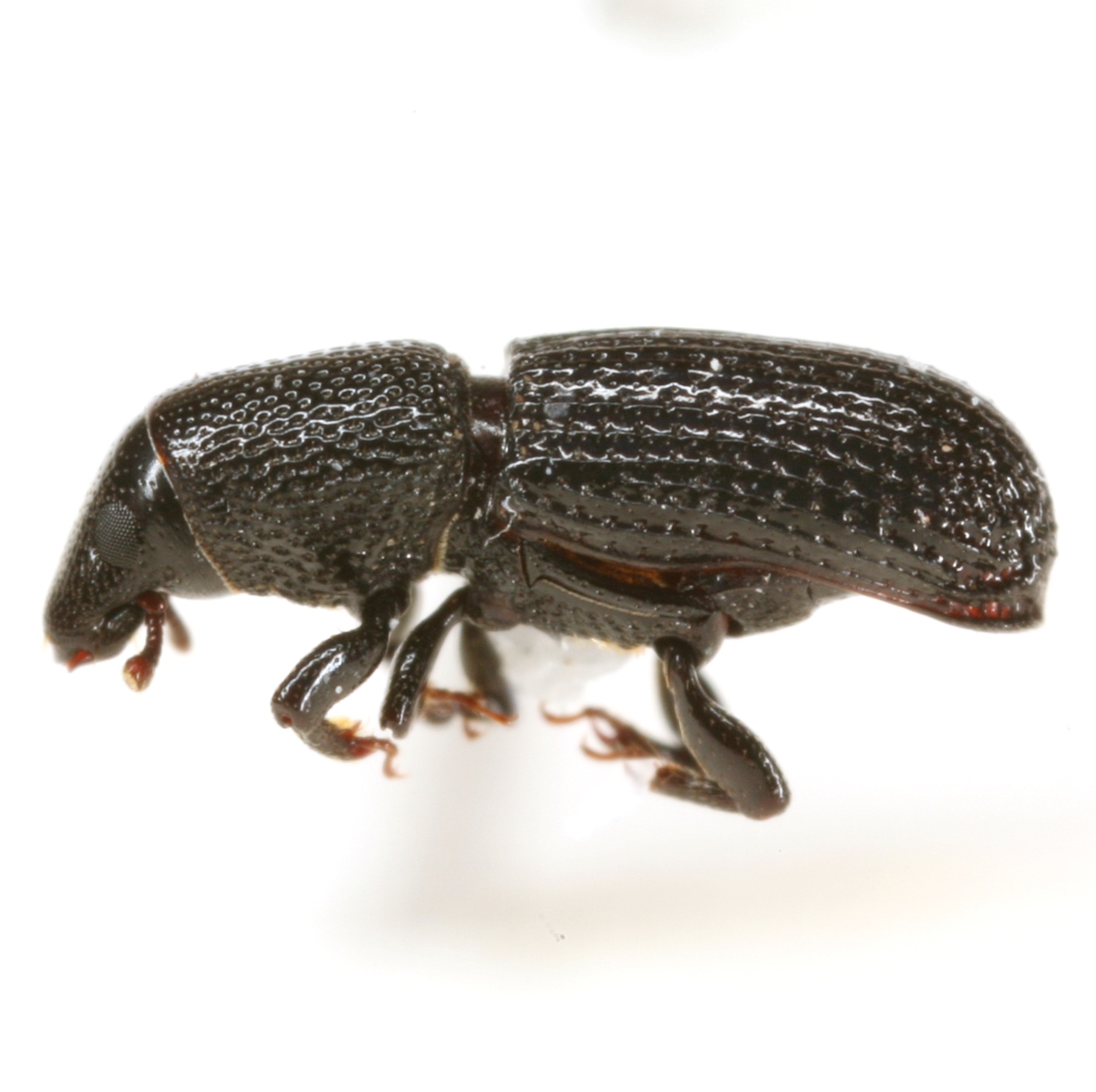 Tomolips