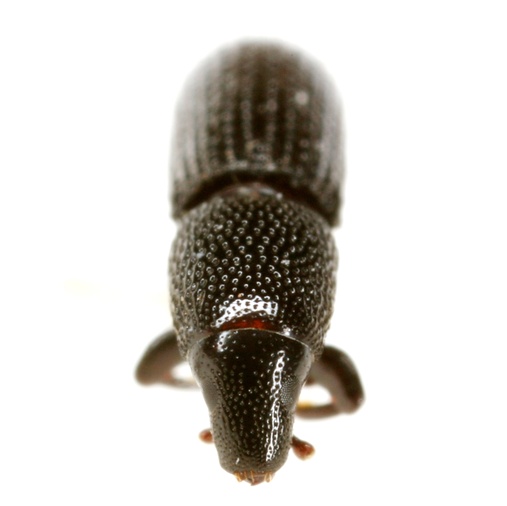 Tomolips