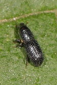 Tomolips