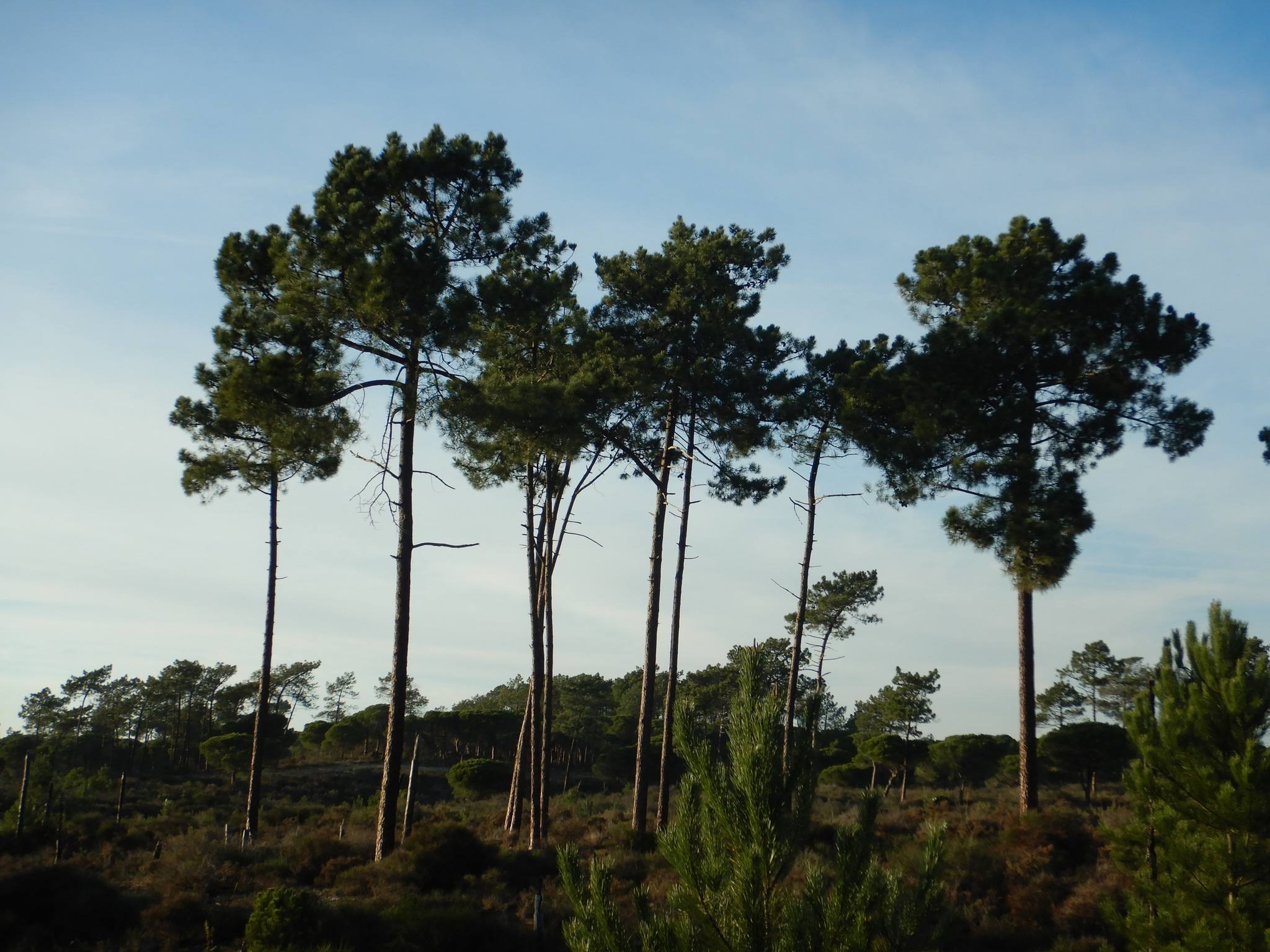 Pinus pinaster