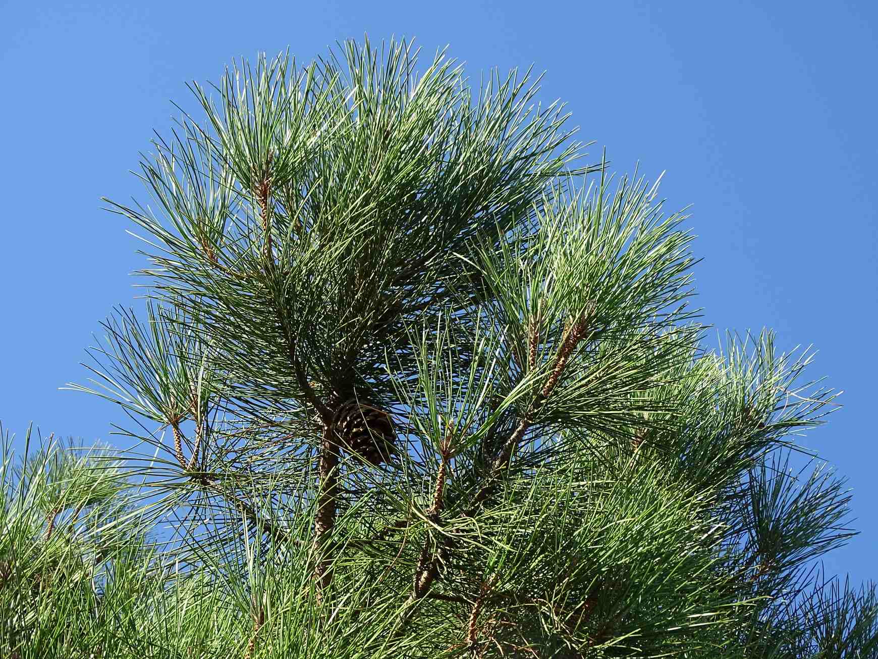 Pinus pinaster