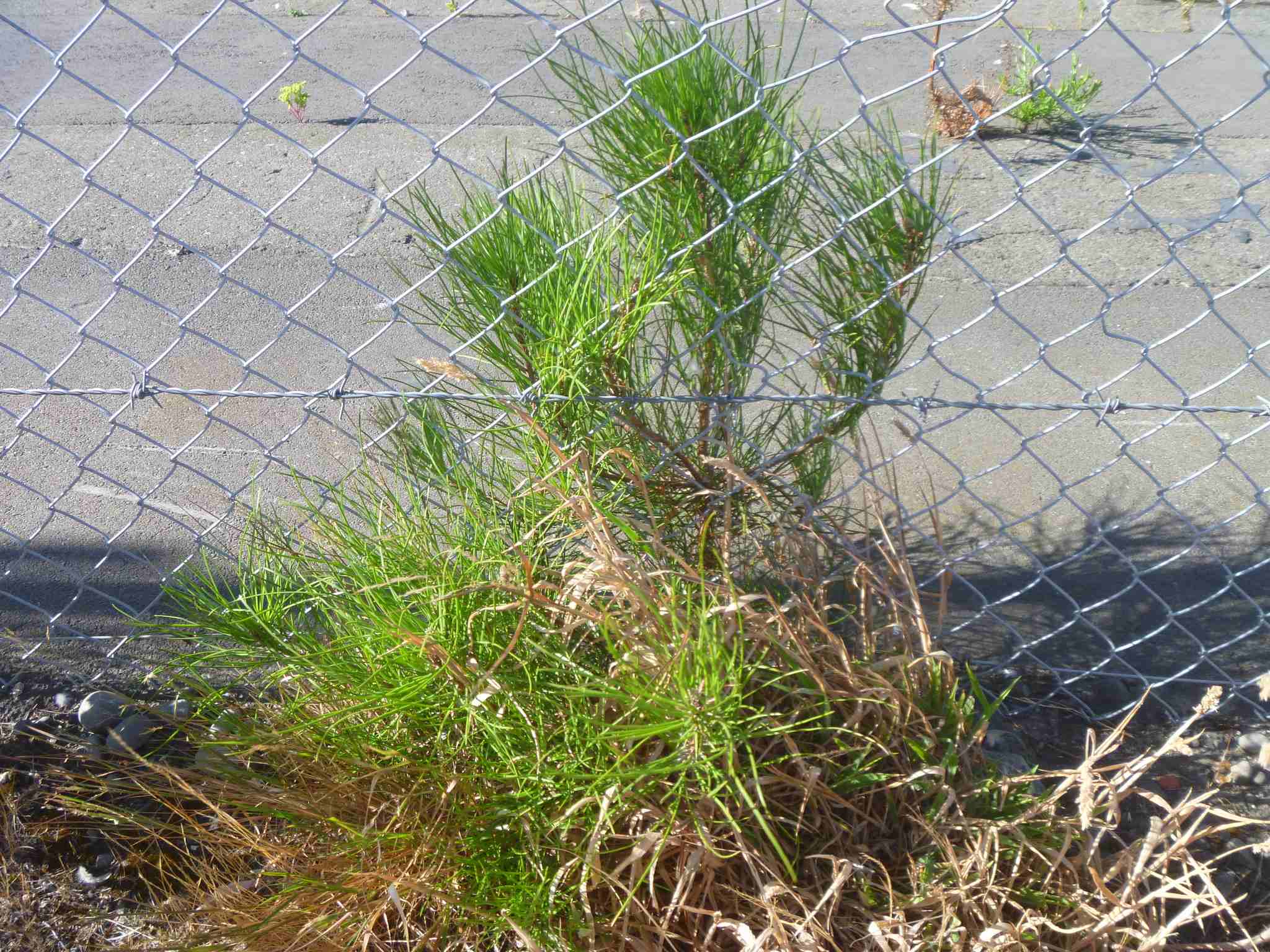 Pinus pinaster