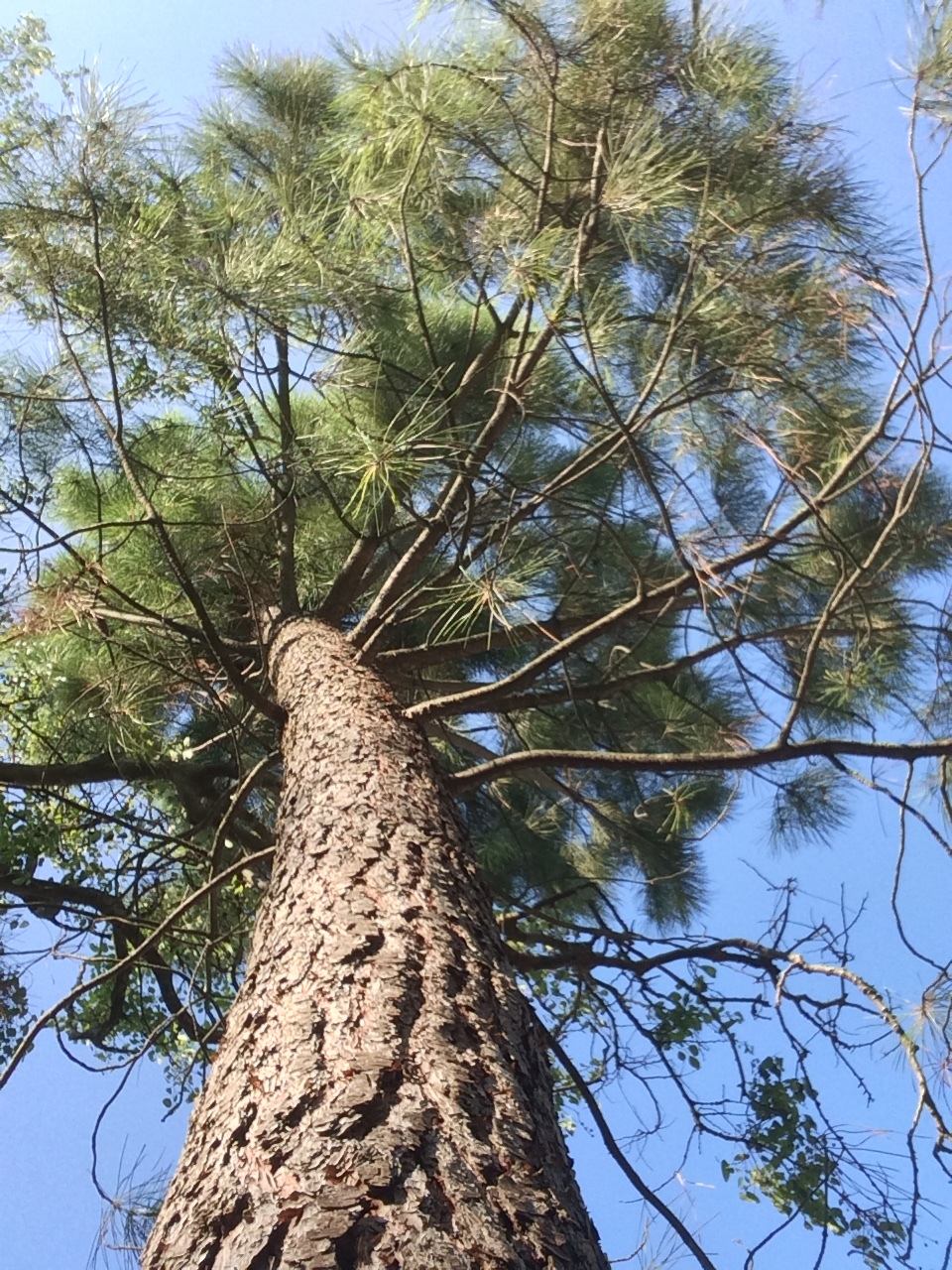 Pinus pinaster