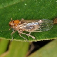 Javesella pellucida