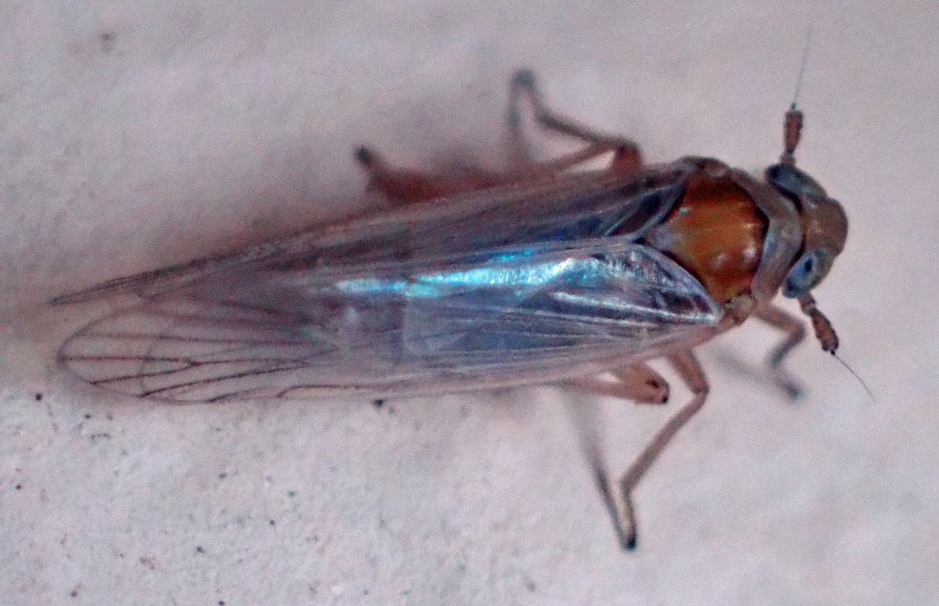 Javesella pellucida