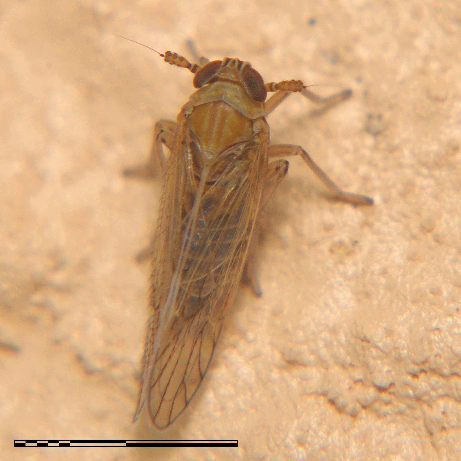 Javesella pellucida