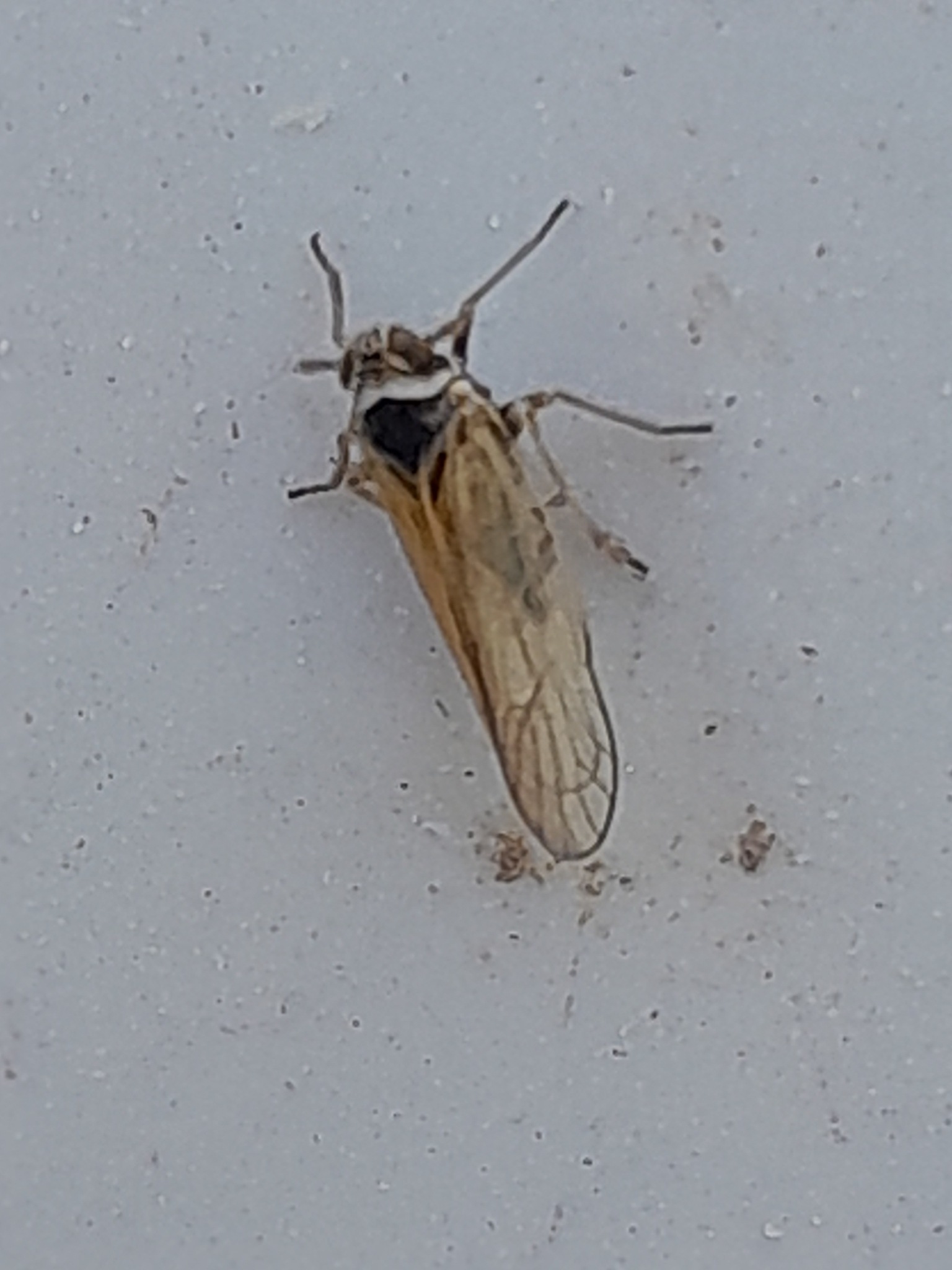 Javesella pellucida