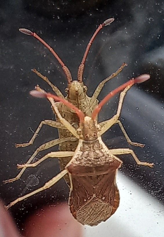 Cletus binotulatus