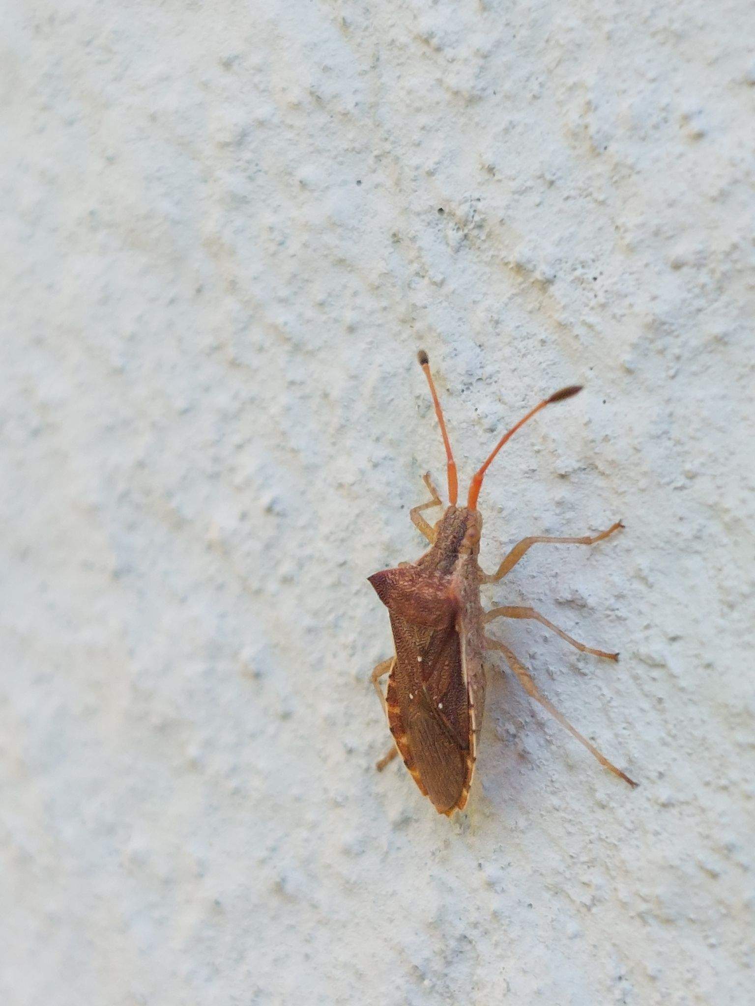 Cletus binotulatus