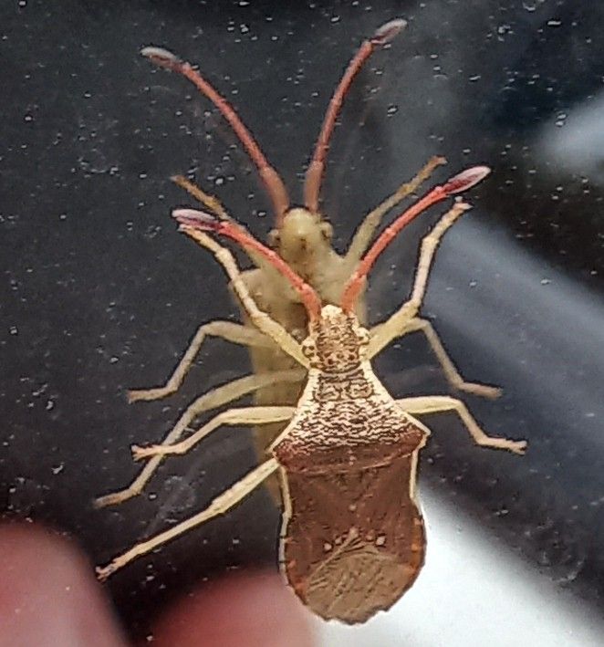 Cletus binotulatus