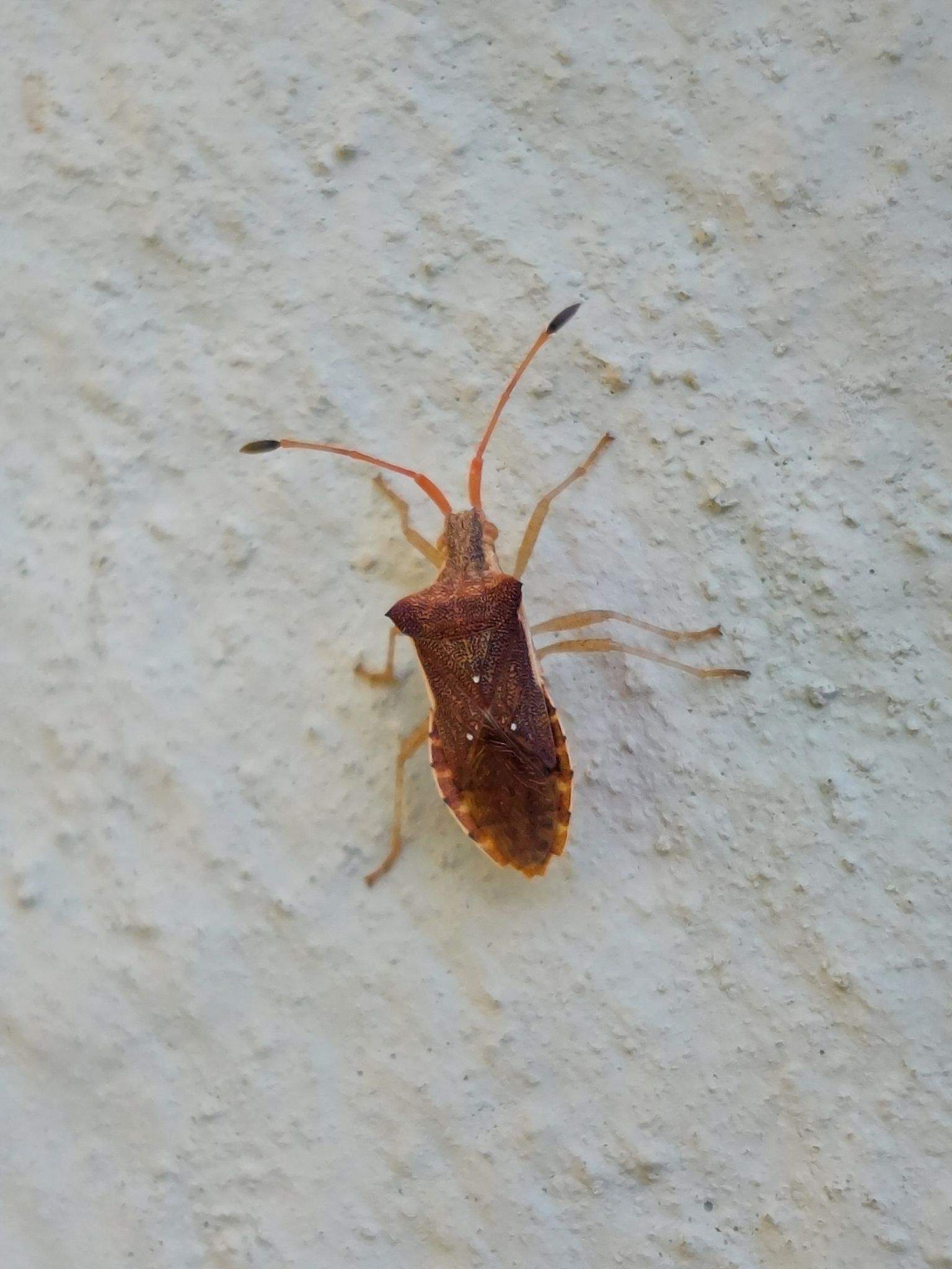 Cletus binotulatus
