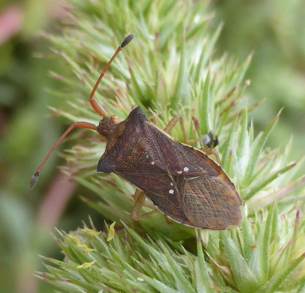Cletus binotulatus