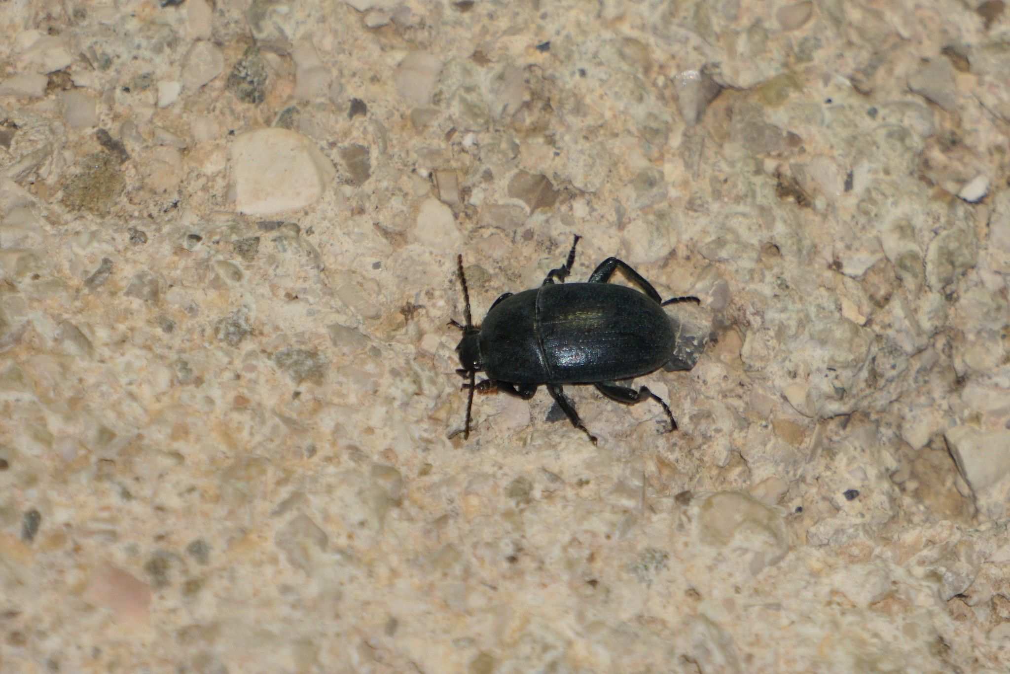 Pedinus femoralis