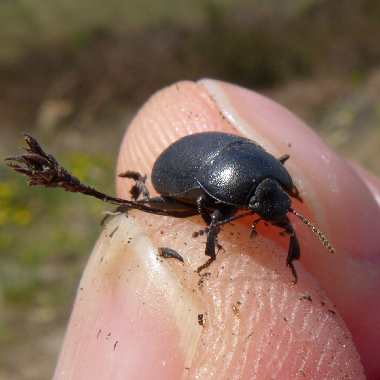 Pedinus femoralis
