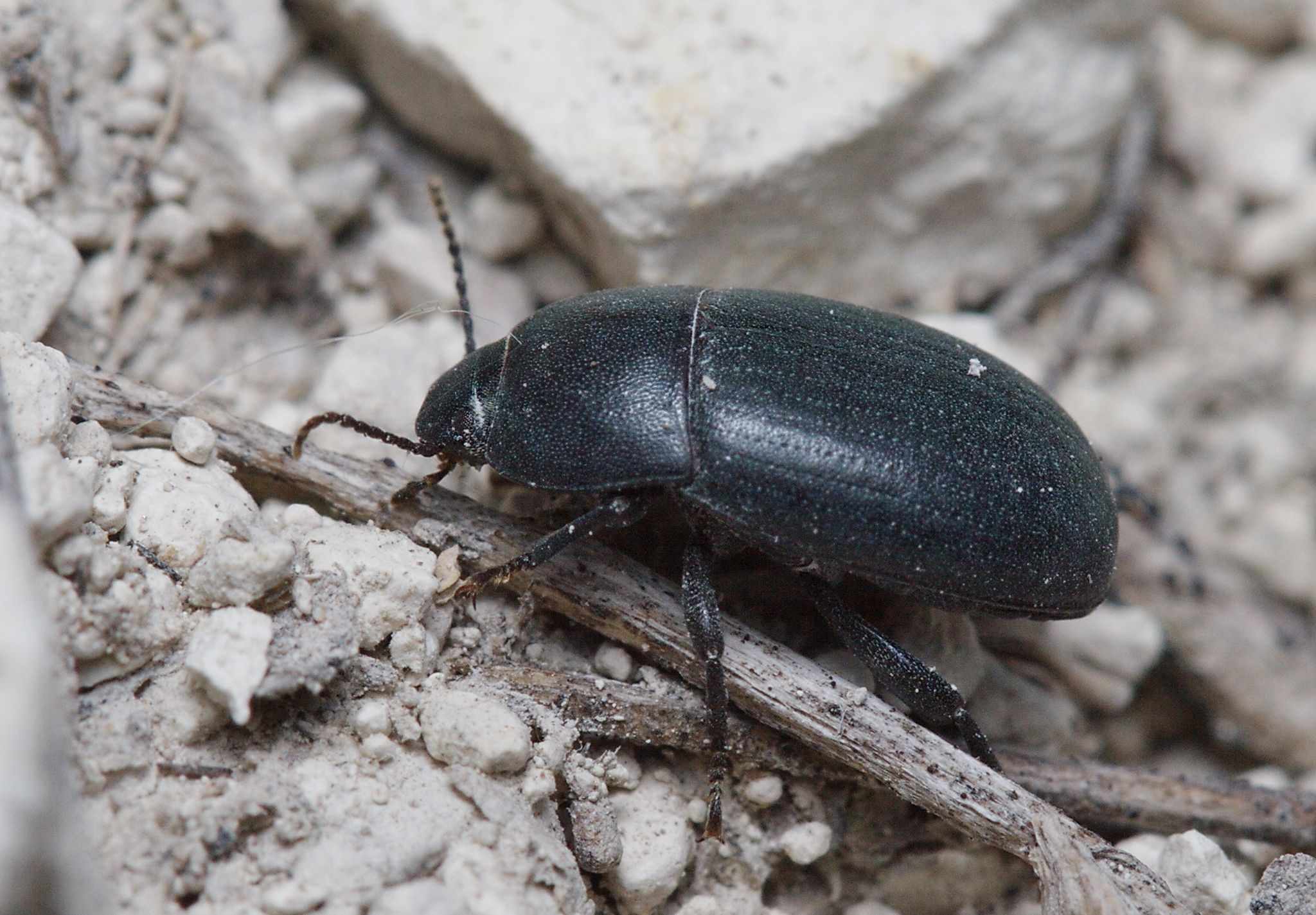 Pedinus femoralis