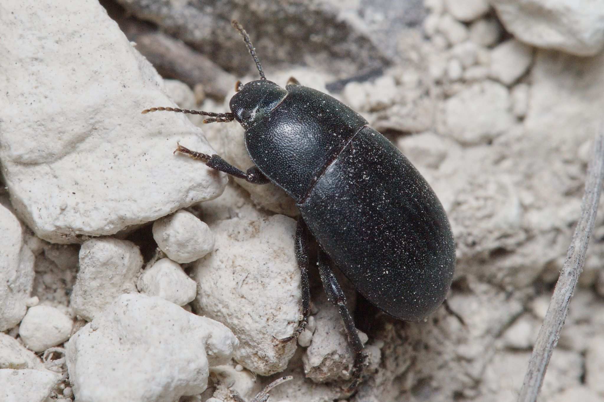 Pedinus femoralis