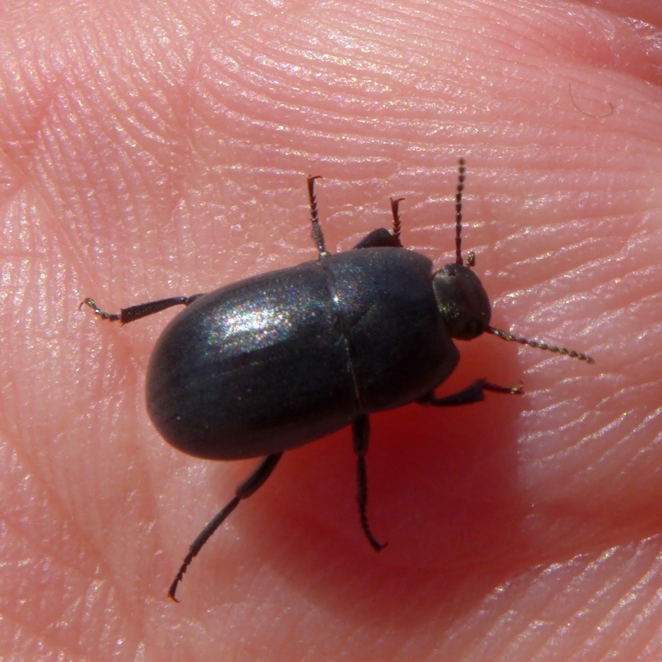 Pedinus femoralis