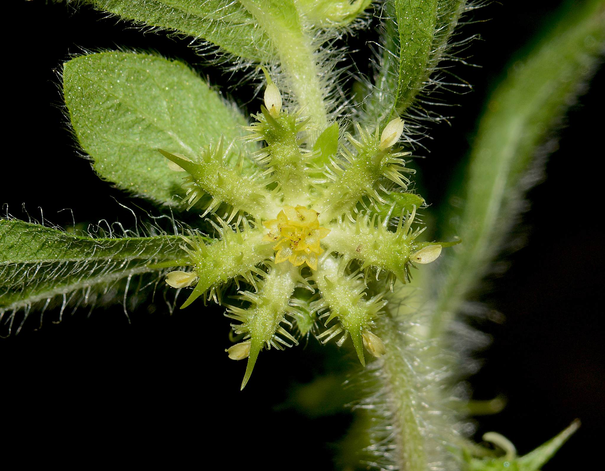Acanthospermum hispidum