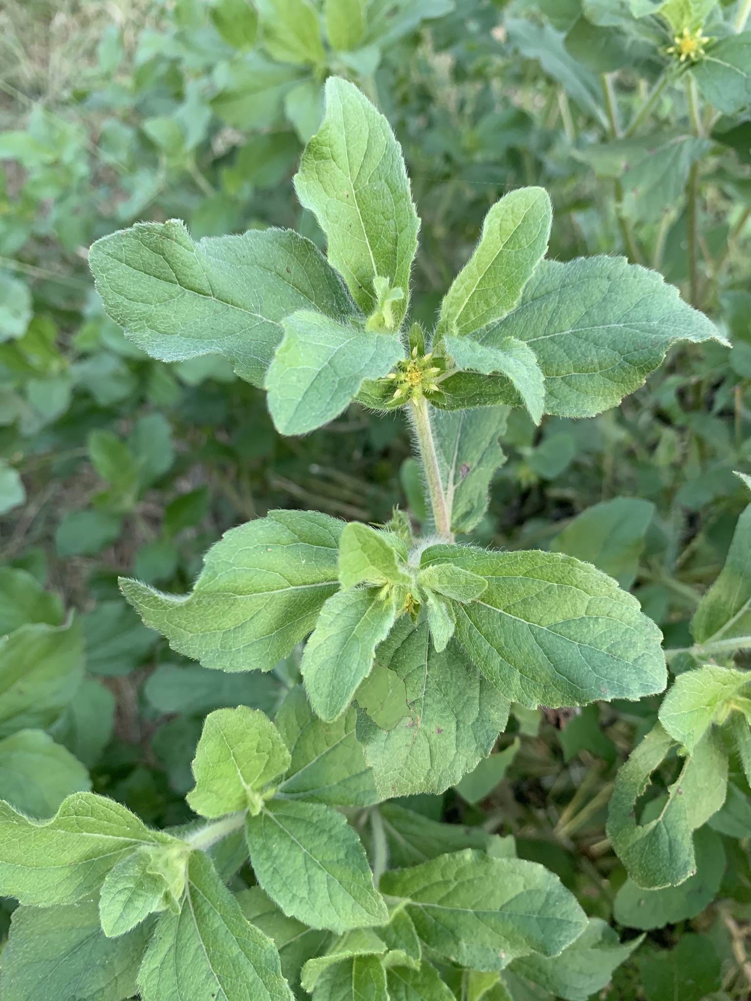 Acanthospermum hispidum